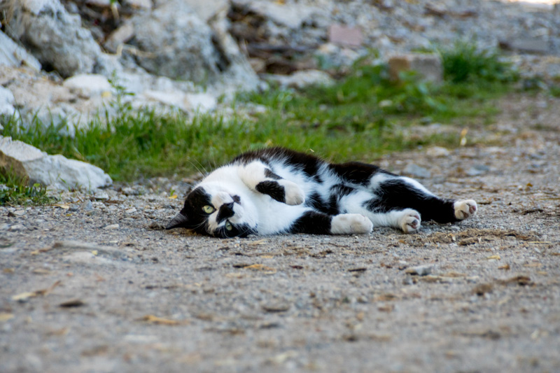 Katze im Hof