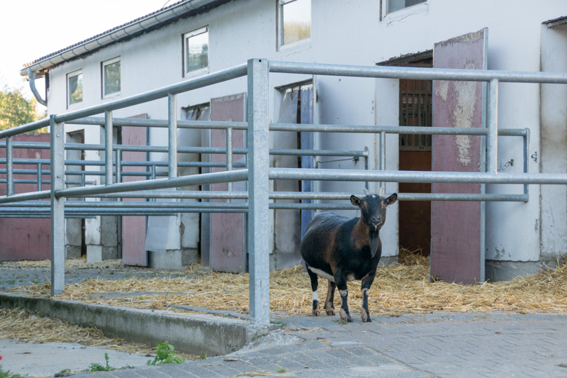 Ziege an den Paddockboxen